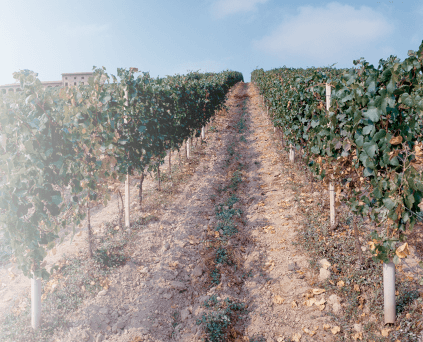 Vinstokker fra Bersano