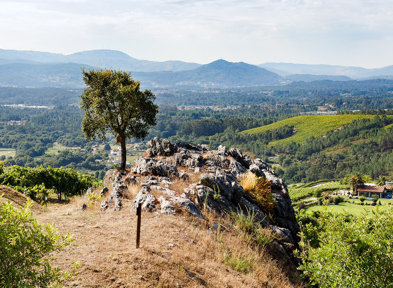 Altos de Torona vingårder
