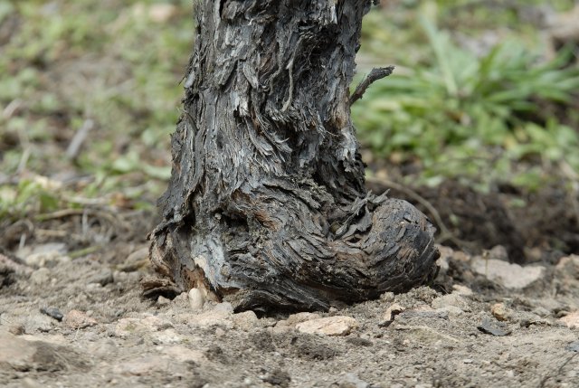 Gamle vinranker trives i de bratte skråningene i Cantina Terlan