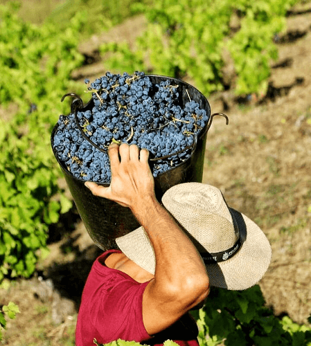 Alt håndlaget på Mas Doix