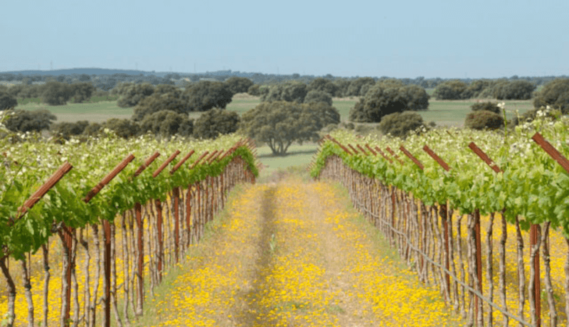 Dehesa de Luna Y-Reberziehung