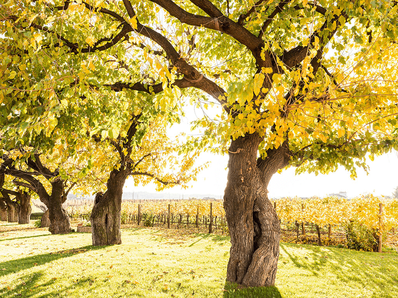 Zenato - høststemning