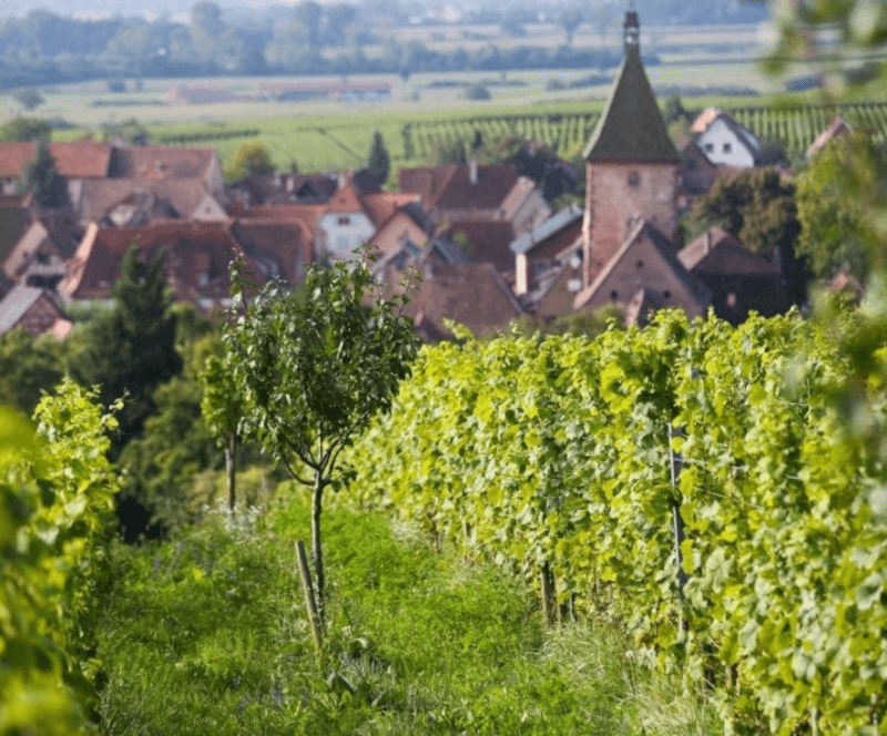 Domaine Marcel Deiss Vinmark Domaine Marcel Deiss Vinmark