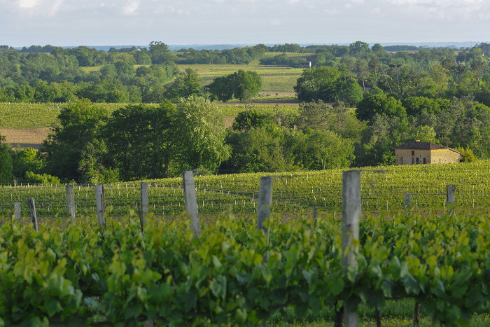 Vinmarkene i Plaimont