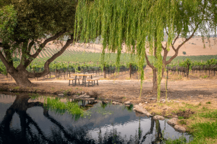 Piknik midt blant vinmarkene