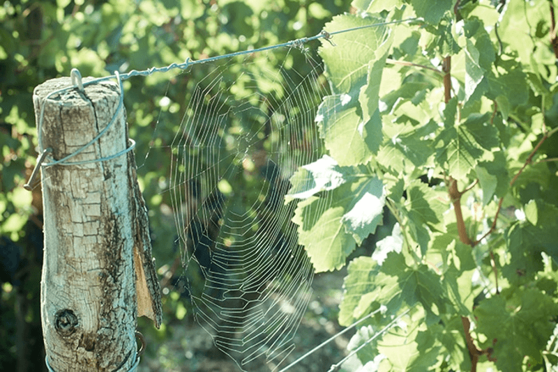 Rebstöcke von Château Thieuley Rebstöcke von Château Thieuley