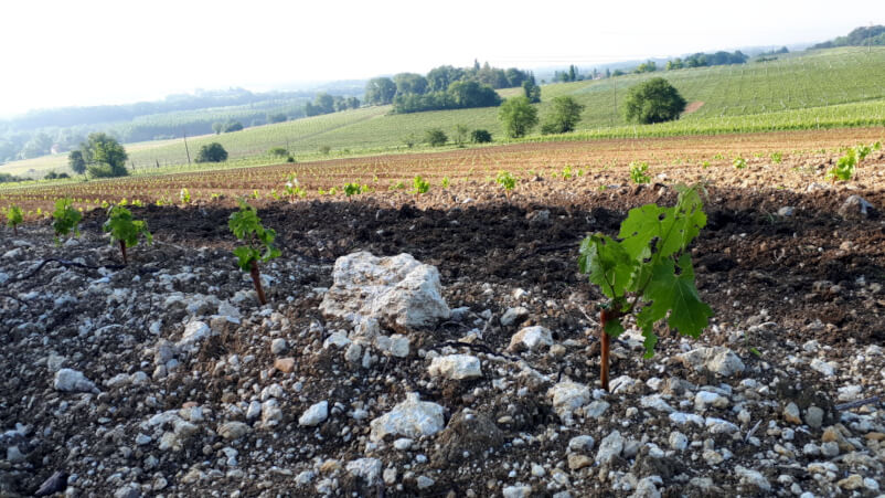 Domaine Horgelus Terroir