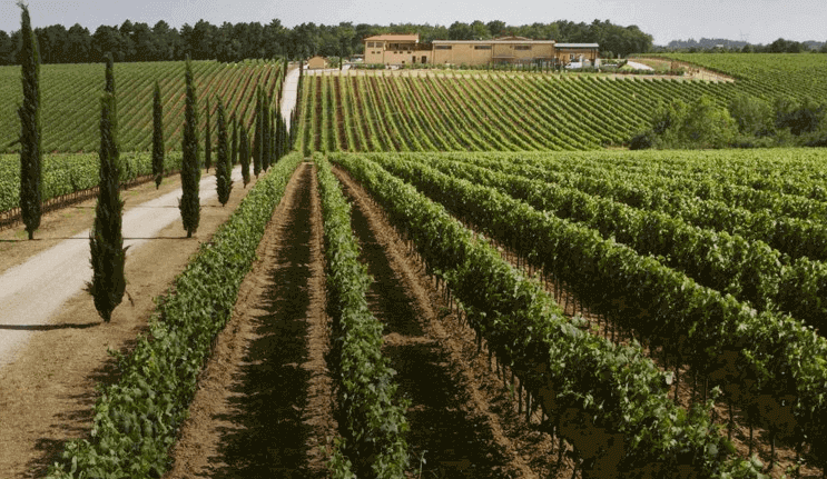 La Braccesca vingårder La Braccesca vingårder