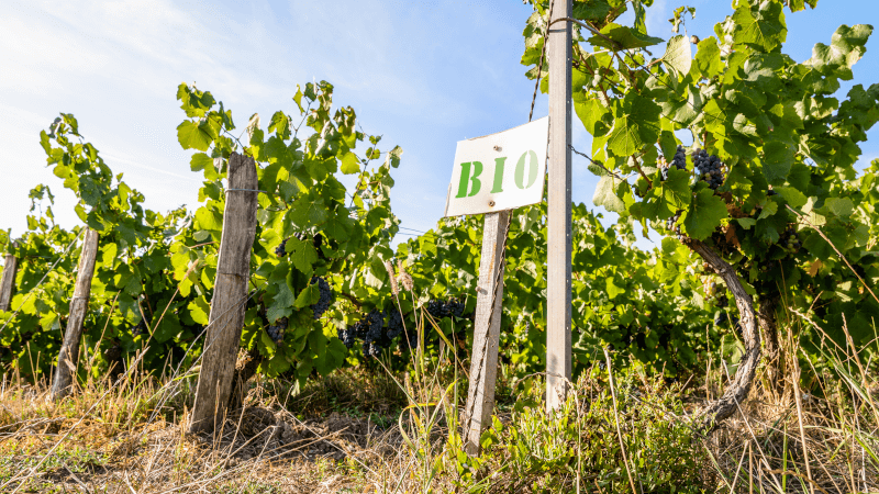 Für Bio-Weinbau ist sorgfältiges Arbeiten nötig