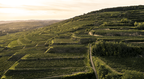 Vingården Bründlmayer - Nettstedet Zöbinger Heiligenstein