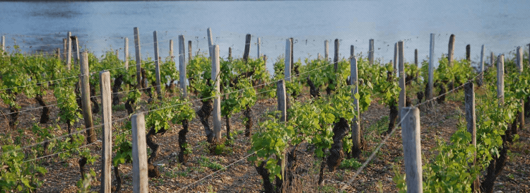 Vinstokker i vinområdet Loire