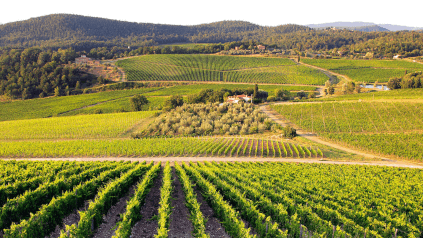 Castello di Nipozzano-vingården