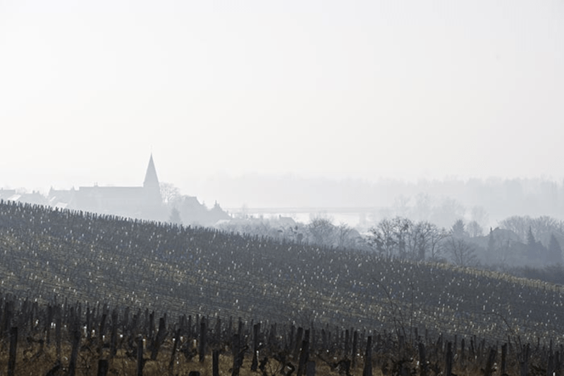 Utsikt over vinmarkene på Domaine Chatelain