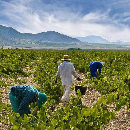 Juan Gil druehøsting