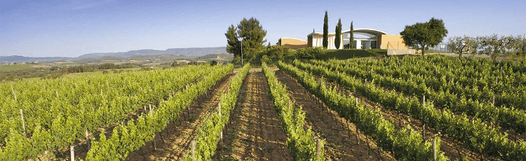 Vingården Jean Leon i Penedes