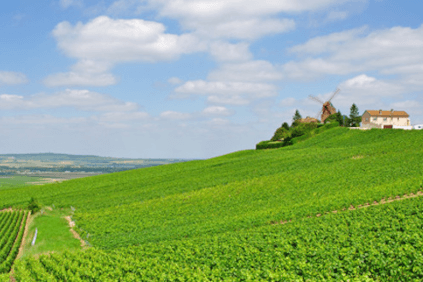Vingård til Tabordet