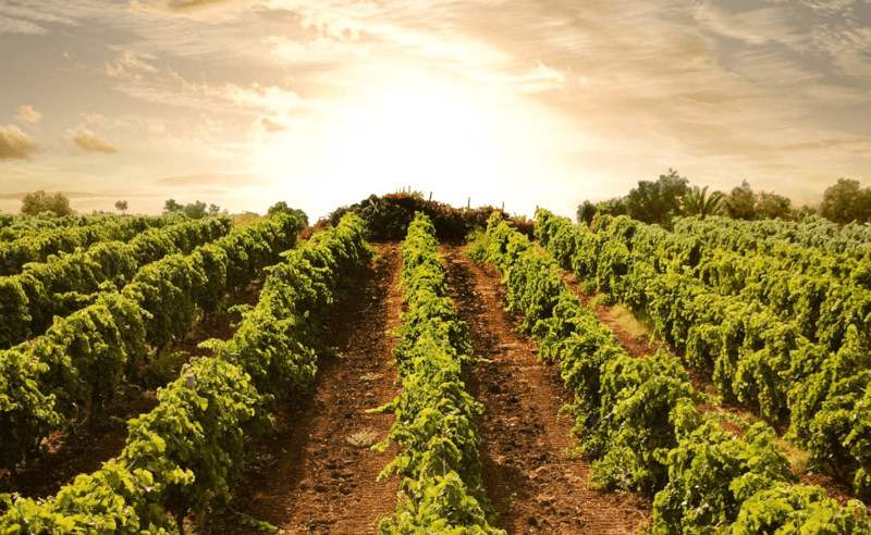 Fjerde bølge vinplanter Fjerde bølge vinplanter