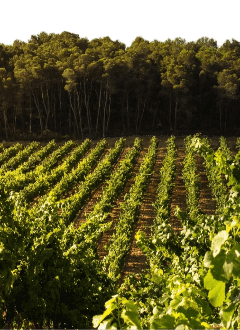 Domaine de Castelnau vinranker