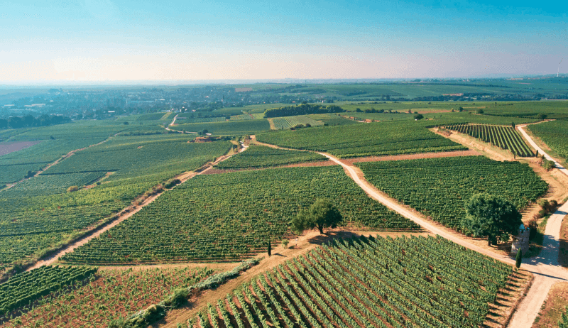 Luftfoto av vinmarkene