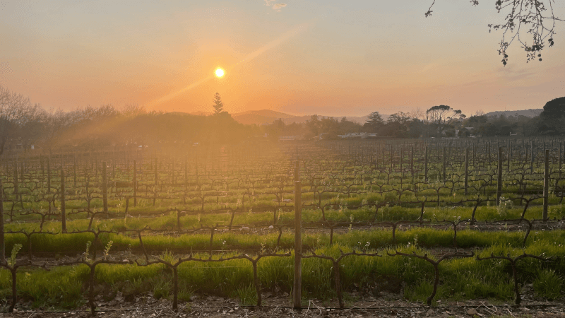 Vinranker fra Simonsig