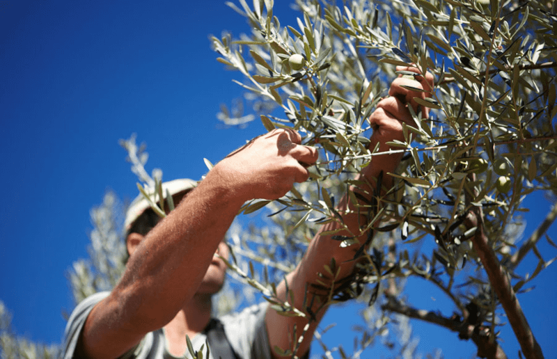 La Chinata olivenhøst La Chinata olivenhøst