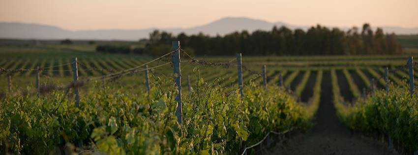 Vinprodusenten Argiolas Sardinia Vineyards