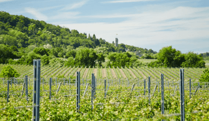 Utsikt over vinmarkene til Heinrich Vollmer Utsikt over vinmarkene til Heinrich Vollmer