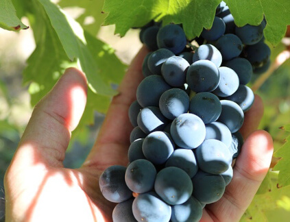 Druer Familia Fernandez Rivera