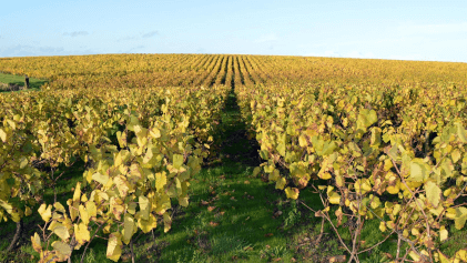 Vinranker på Domaine du Bois Bruley