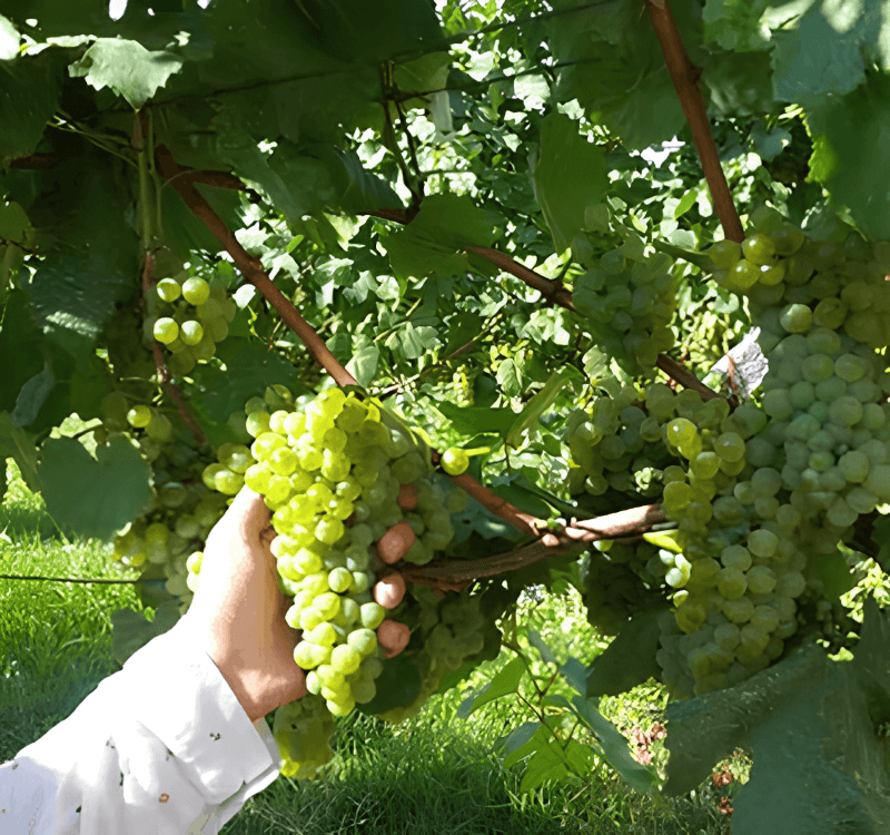 Charalaboglou Wines Høsting