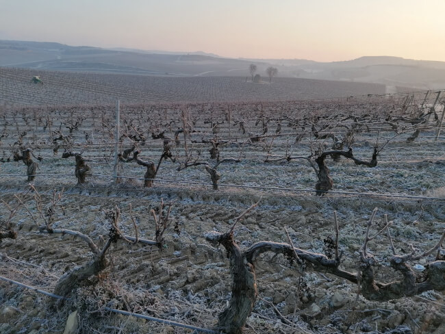 Vingårder om vinteren Bodegas Faustino