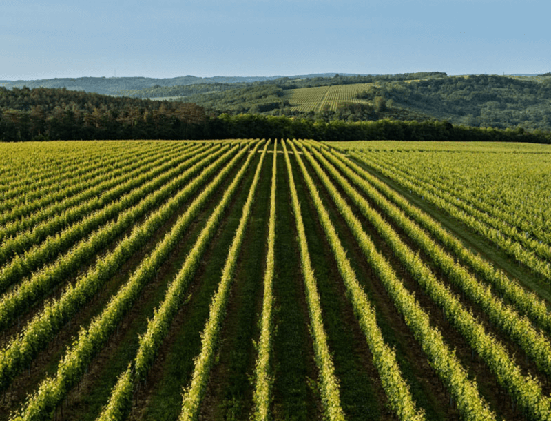 Tuzko vinranker Tuzko vinranker