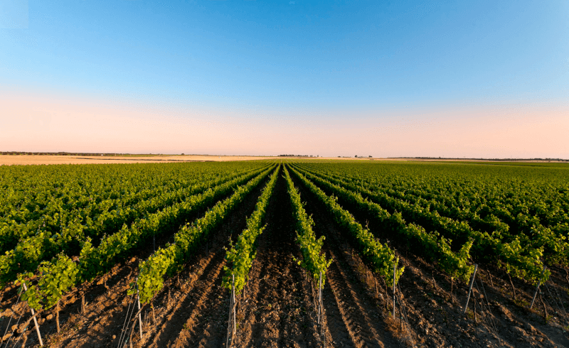 Im Weinberg von I Quattro Conti