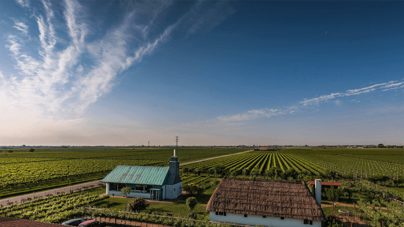 Blick über die Rebgärten von Corvezzo Blick über die Rebgärten von Corvezzo