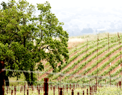 Merry Edwards Weingarten