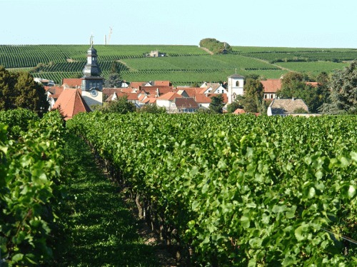 Vinmarkene på vingården Groh Winery i Bechtheim