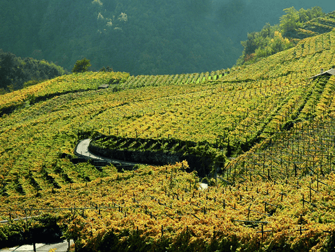Vingårdene i Castel Firmian i Trentino