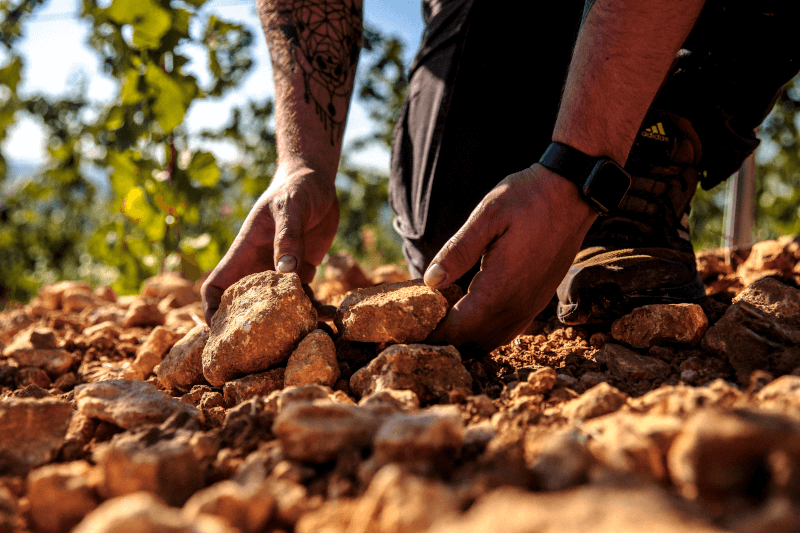 Kalkholdig mergel i Metzger-vinmarken