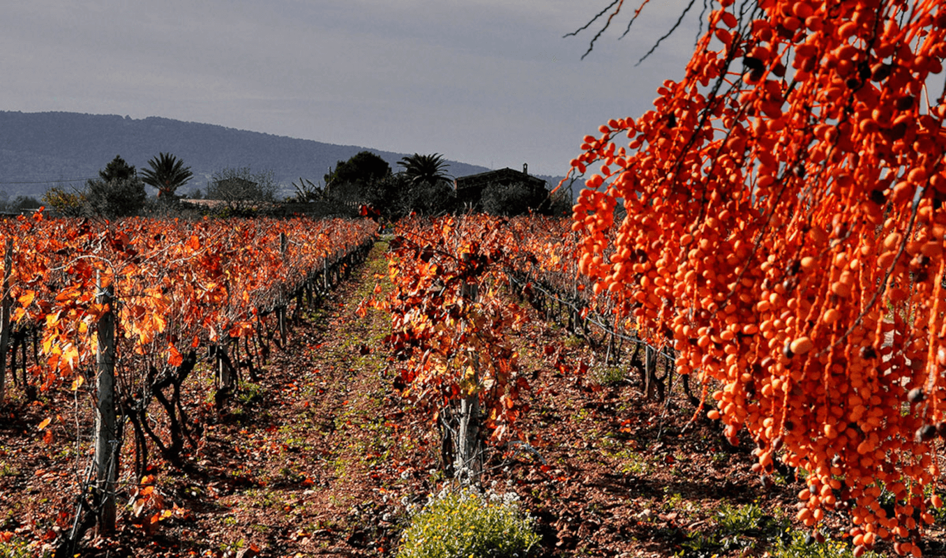 Weinherbst auf Mallorca