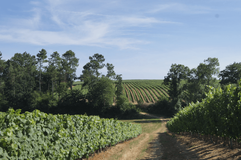 Domaine Laffitte in der Gascogne Domaine Laffitte in der Gascogne