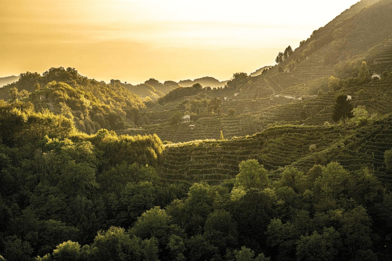 Blick auf die Weinberge von Ruggeri