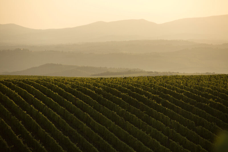 Vinmark Tenuta Luce Vinmark Tenuta Luce