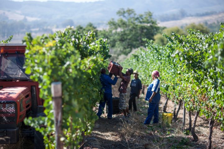 Zwalu Wine Meyer-Näkel Sør-Afrika