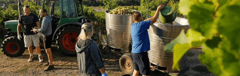 Lese auf dem Weingut Pfirrmann Lese auf dem Weingut Pfirrmann