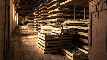 Ved tørr lagring Ved tørr lagring