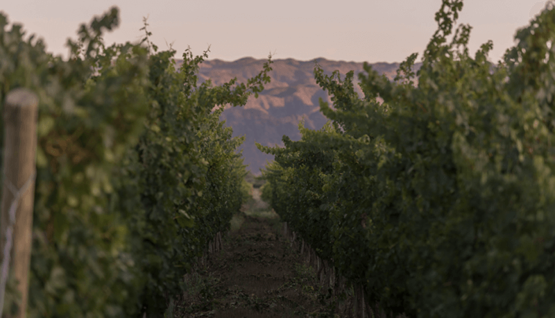 I vinmarkene til Bodegas Callia