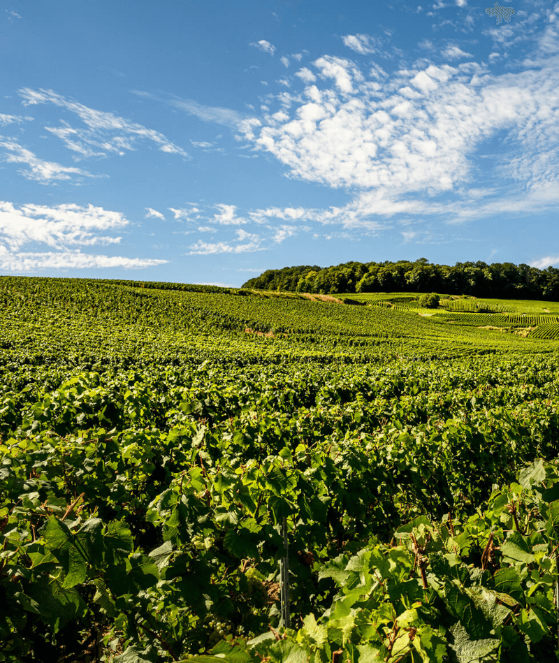 Champagne Laurent Perrier vinranker