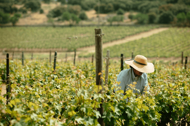Ramos Pinto druehøsting Ramos Pinto druehøsting