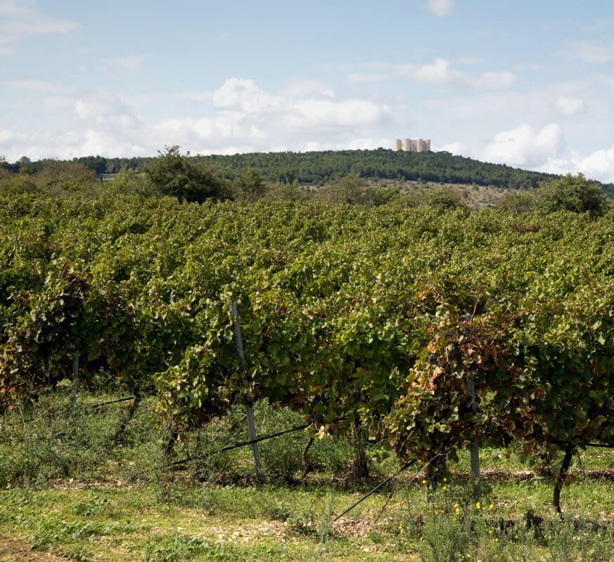 Torrevento vinmarker Ottogona