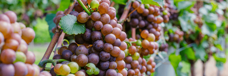 Gewürztraminer-druer på vinranken